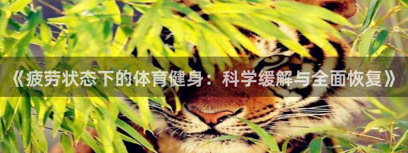 看球体育高清直播在线观看